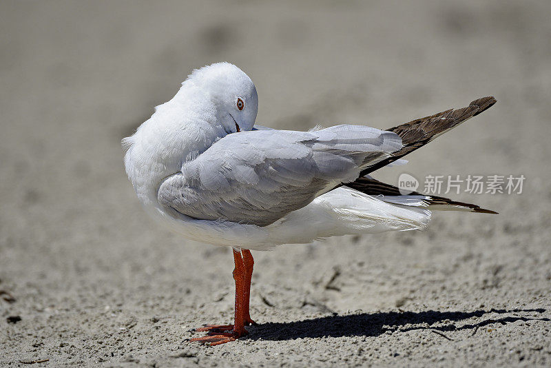 银鸥(学名:Chroicocephalus novaehollandae)